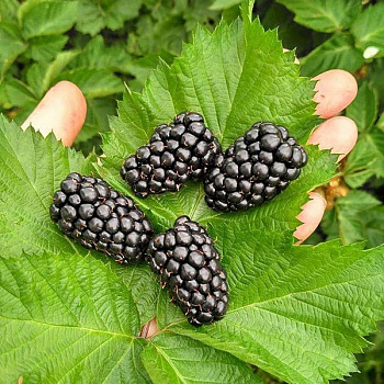 Ежевика Прайм Арк Тревелер (бесшипый)