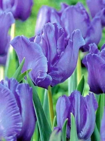 Тюльпан Blue Parrot