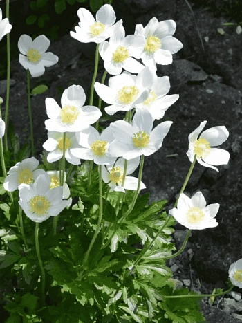 Анемона лесная