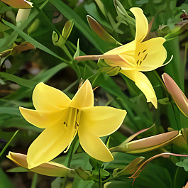 Лилейник гибридный Lemon Bells