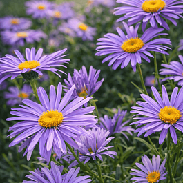 Астра Альпийская Goliaht