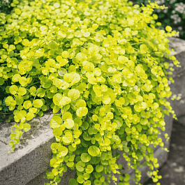 Вербейник монетчатый Golden Foliage