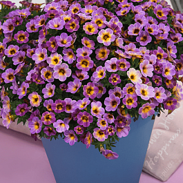 Калибрахоа Chameleon Blueberry Scone