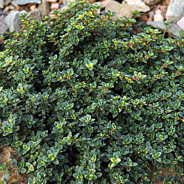 Тимьян лимоннопахнущий Мистик Лимон Тимьян лимоннопахнущий Мистик Лимон