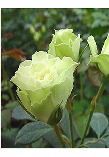 Роза спрей Luviana