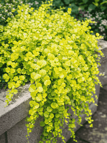 Вербейник монетчатый Golden Foliage