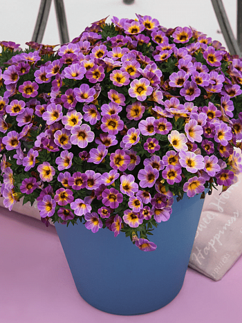 Калибрахоа Chameleon Blueberry Scone