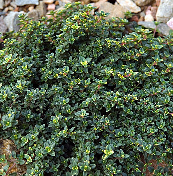 Тимьян лимоннопахнущий Мистик Лимон