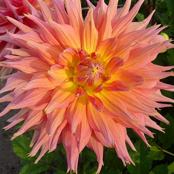 Георгина Кактусовая Омега Георгина Кактусовая Омега