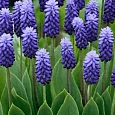 Мускари Latifolium