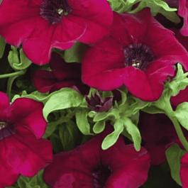 Петуния (сурфиния) Burgundy Wine Red