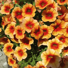 Калибрахоа  Calita Compact Orange Red