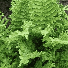 Щитовник мужской Crispa Cristata