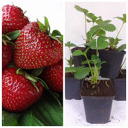 Земляника садовая Кабрильо НАБОР 5ШТ Земляника садовая Кабрильо НАБОР 5ШТ