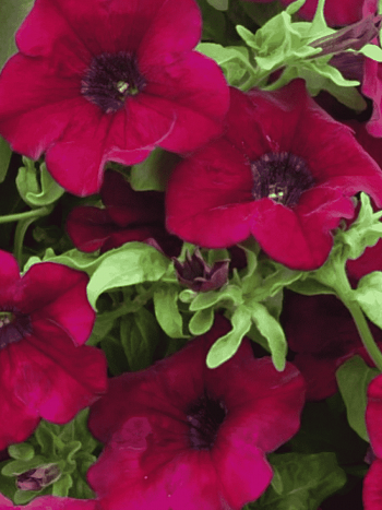 Петуния (сурфиния) Burgundy Wine Red