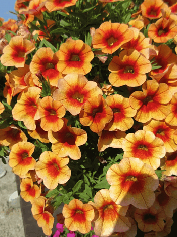 Калибрахоа  Calita Compact Orange Red