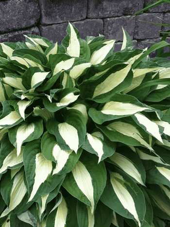 Хоста Risky Business