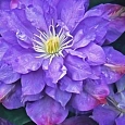 Клематис гибридный Blue Explosion