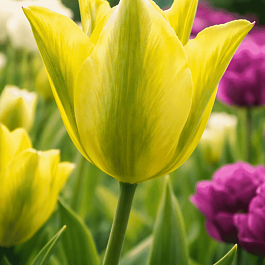 Тюльпан Humming Bird