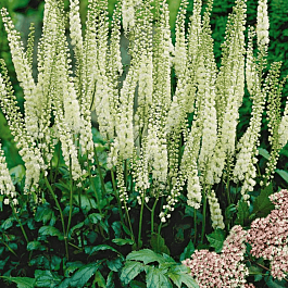 Клопогон сердцелистный