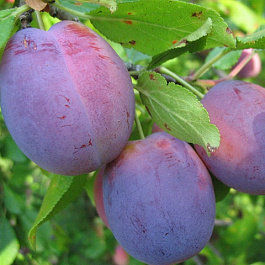 Слива Волжская красавица Слива Волжская красавица