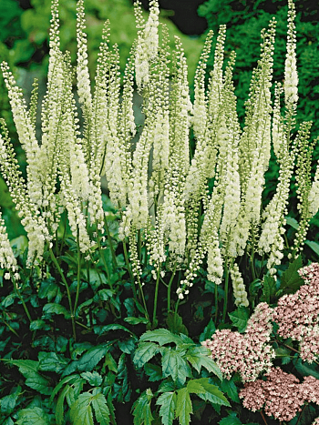 Клопогон сердцелистный