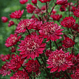 Астранция большая Fokker Red