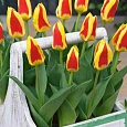 Тюльпан ботанический Stresa