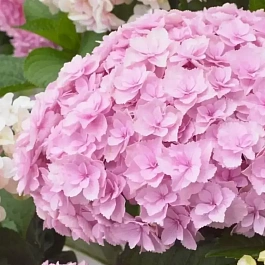 Гортензия крупнолистная Doppio Nuvola