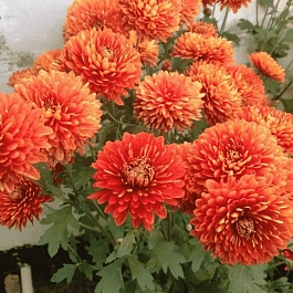 Хризантема корейская Мандарин