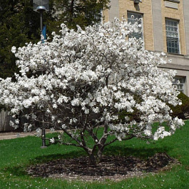 Магнолия звездчатая