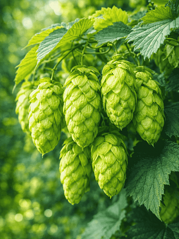 Хмель обыкновенный Феодал