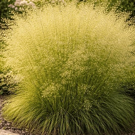 Щучка дернистая Tautrager