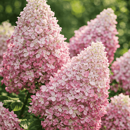 Гортензия метельчатая Royal Flower ТОЛЬКО САМОВЫВОЗ