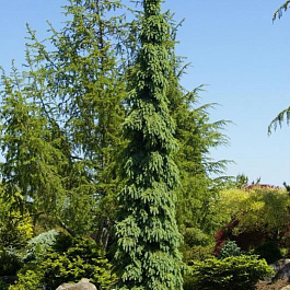 Ель канадская Пендула