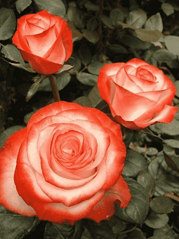 Роза чайно-гибридная Farfalla