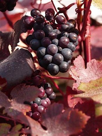 Виноград культурный Purpurea