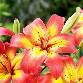 Лилия азиатская Коста-дель-Соль НАБОР 2ШТ (2+2)