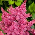 Астильба гибридная Raspberry Cake