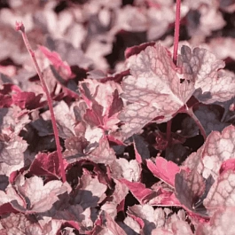 Гейхера  Rachel