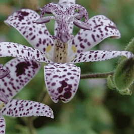 Трициртис коротковолосистый