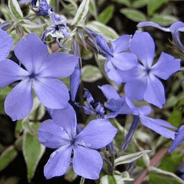 Флокс растопыренный Montrose Tricolor