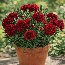 Гвоздика Colores Sangre