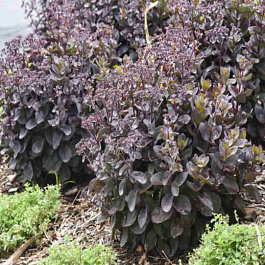 Очиток гибридный Rock 'N Grow Back in Black