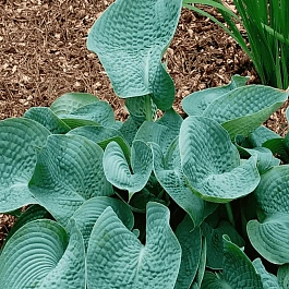 Хоста Abiqua Drinking Gourd