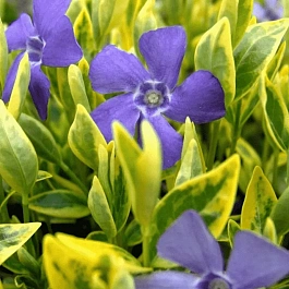 Барвинок малый Aureovariegata