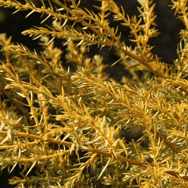 Можжевельник обыкновенный Depressa Aurea