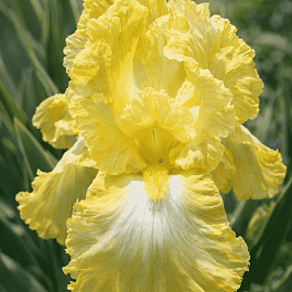 Ирис германский Buttered Popcorn