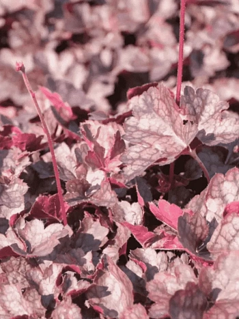 Гейхера  Rachel