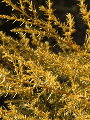 Можжевельник обыкновенный Depressa Aurea